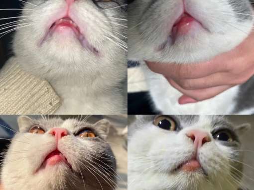 What is the reason for the swollen mouth of the cat? Come and find out~