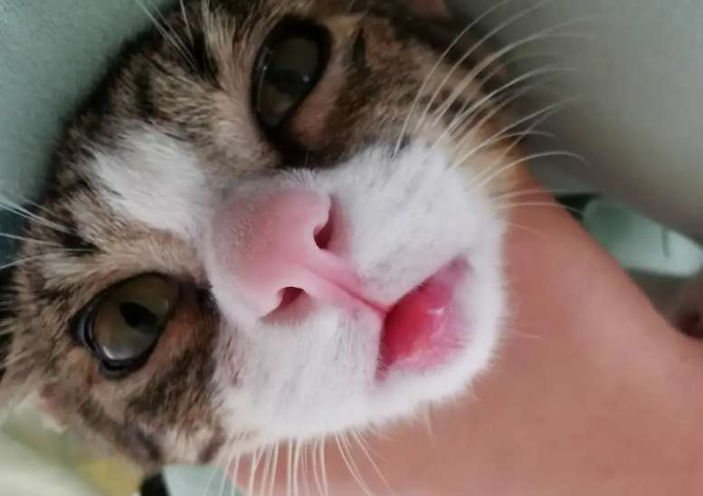 What causes a cat's mouth to be swollen? Come and find out