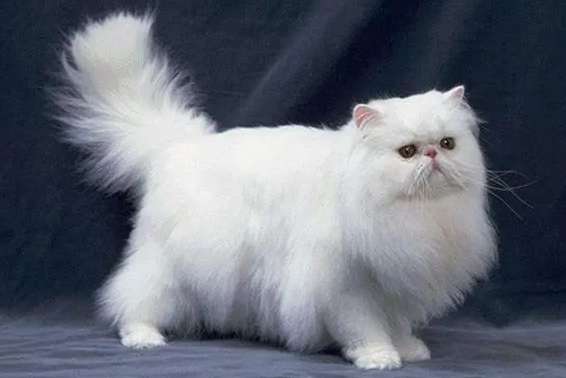 Why Few people keep Persian cats? Here’s the reason!