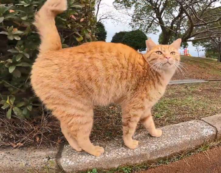Is the orange cat a civet cat? Yes
