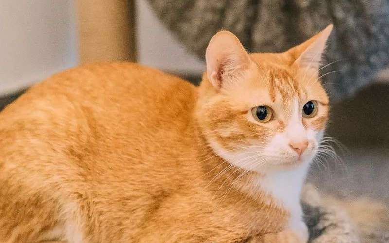 Is the orange cat a civet cat? Yes