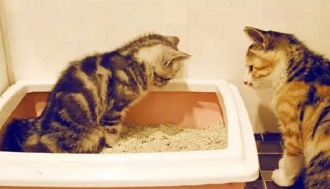 How to choose cat litter? Find out the following points to choose the best cat litter for your cat owner