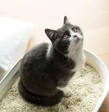 The choice of cat litter is a big problem! What are the differences between different types of cat litter?