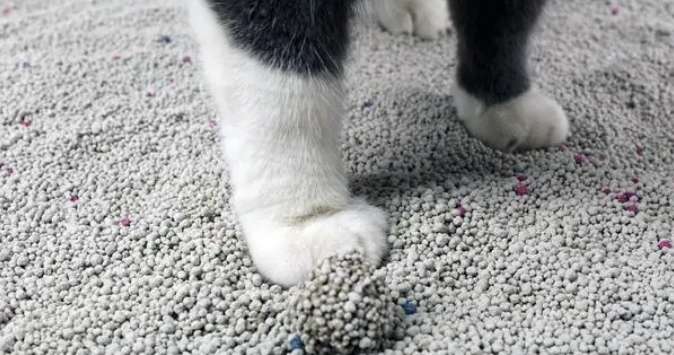 How important is cat litter? It can directly affect the health of cats!
