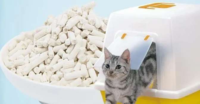 What is cat litter? What should you pay attention to when buying cat litter? 
