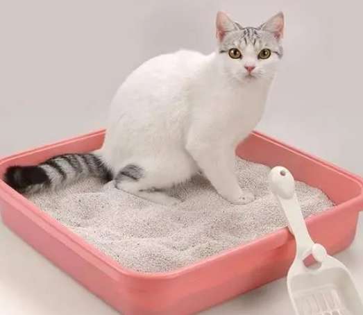 How to transition to cat litter? What is the role of cat litter?