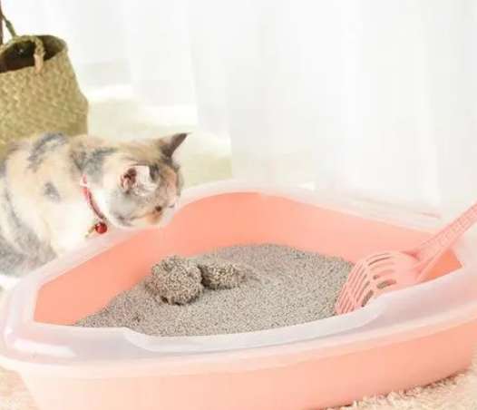 How to transition to cat litter? What is the function of cat litter?