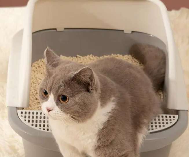 The function of tofu cat litter