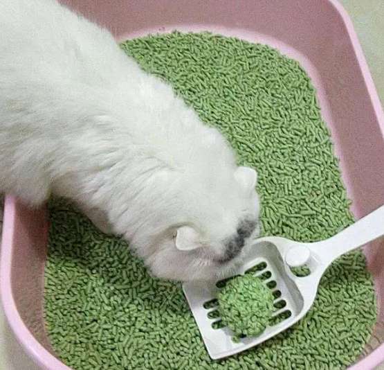 How much cat litter is appropriate? How often should cat litter be changed?