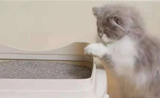How much cat litter is appropriate? How often should the cat litter be changed?