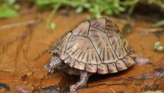 Can razor turtles be kept in deep water? Master, come and see