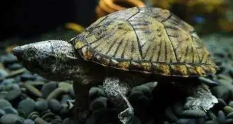 Can razor turtles be raised in deep water? Let the owner take a look.