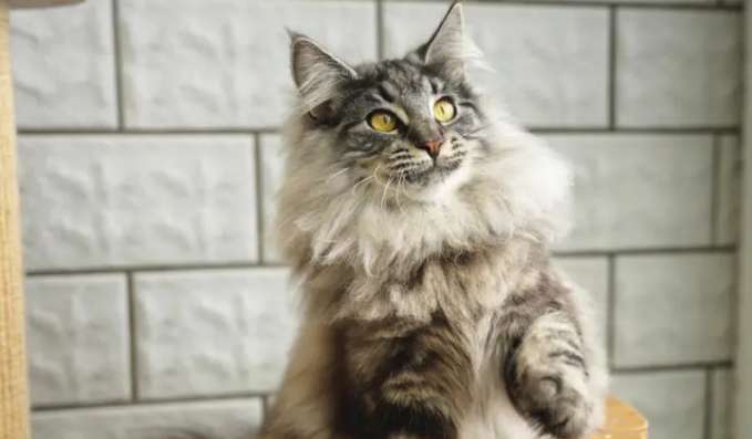 How much does a Norwegian Forest Cat cost? Come and take a look