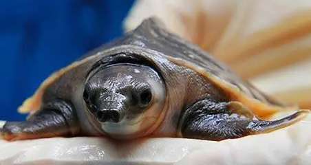 What causes pig-nosed turtles to have rotten skin? The master wants to come and take a look