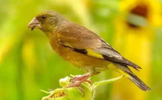 ゴシキヒワが鳴かないのはどうしたのですか? 見てみましょう