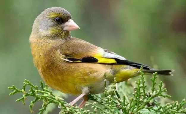 ゴシキヒワが鳴かないのはどうしたのですか? 見てみましょう