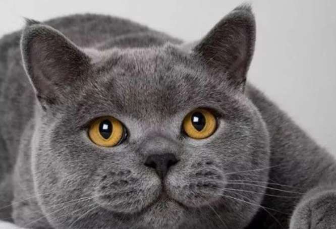 Today's Popular Science: Why are female British Shorthair cats more expensive?