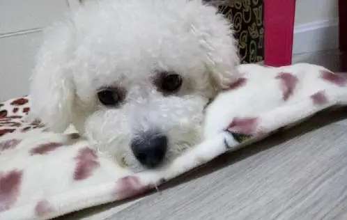 Why does the Bichon Frize's fur turn yellow? Novice shit shovelers can learn about it