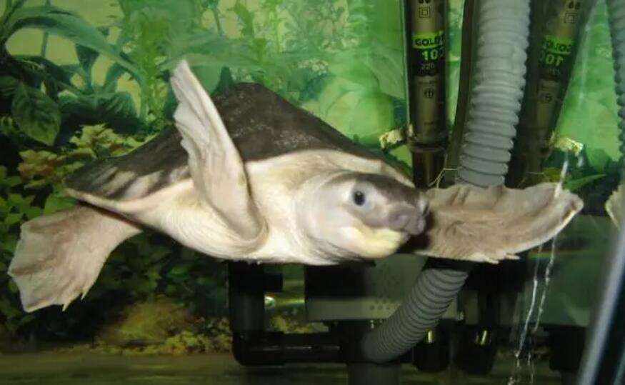 What kind of turtle is suitable for an aquarium? You'll know after reading it