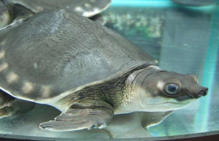 What kind of turtle is suitable for keeping in an aquarium? You will know after reading this