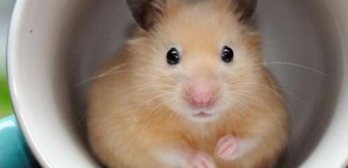 Why does the hamster keep sleeping? The owner needs to pay attention!