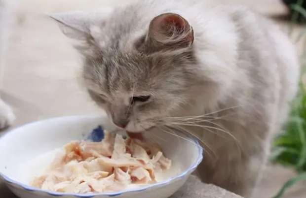 猫咪挑食不吃猫粮怎么纠正？如何纠正猫咪挑食？