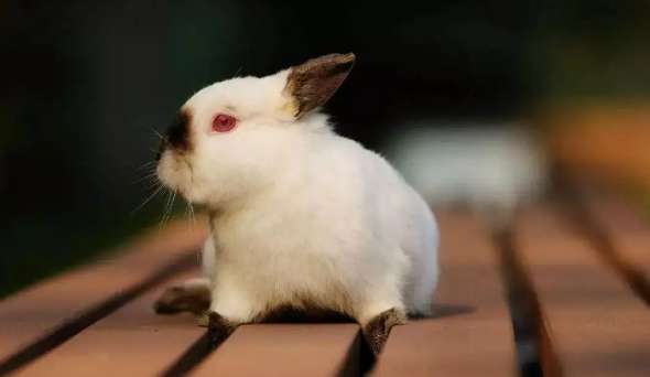 How to raise dwarf rabbits without taste? This breeding tip is worth getting