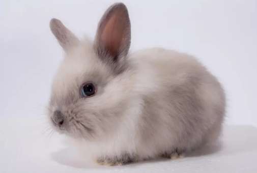 How to raise dwarf rabbits without taste? This breeding skill is worth getting