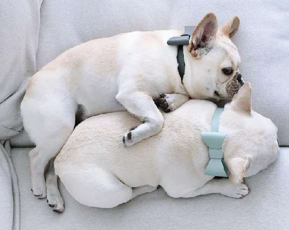 What are the feeding standards for French Bulldogs from 3 to 5 months old? If you don’t know, come and take a look.