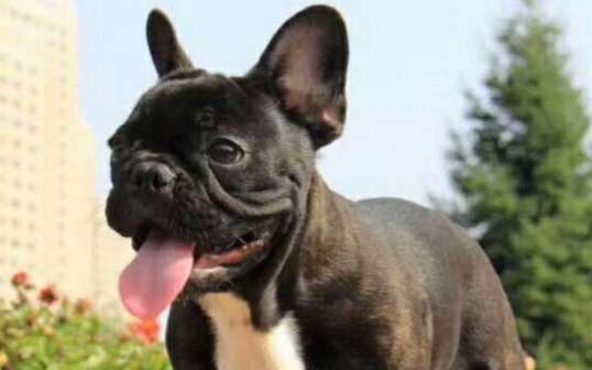 What are the feeding standards for French Bulldogs from 3 to 5 months old? If you don't know, come and take a look