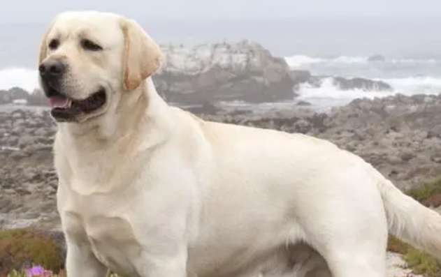 What are the eye colors of purebred Labradors? Let's find out