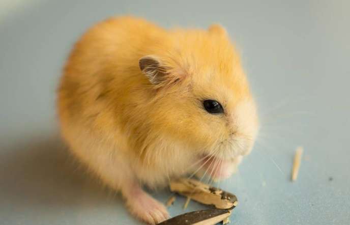 How to train a pudding hamster? Let's take a look!