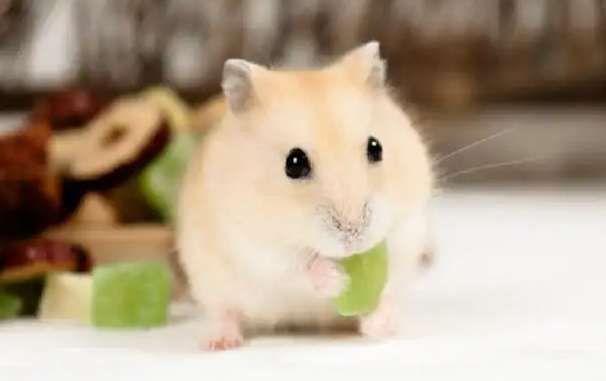 How to train pudding hamster? Let’s take a look!