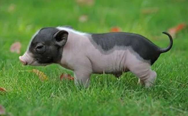 How big can a mini pig grow? Come and find out quickly