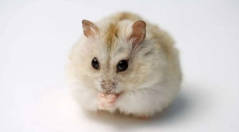 Pet Knowledge How to revive a hamster from pseudo-hibernation?