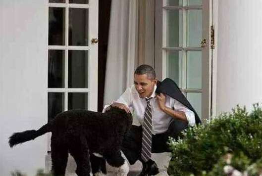 Astonish! ! Does the dog of American president have his secret service?