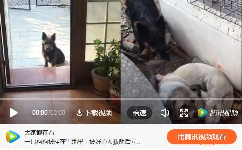 Roam about dog mom cold winter is produced child, dog father round ask for help of good intention person, too warm!