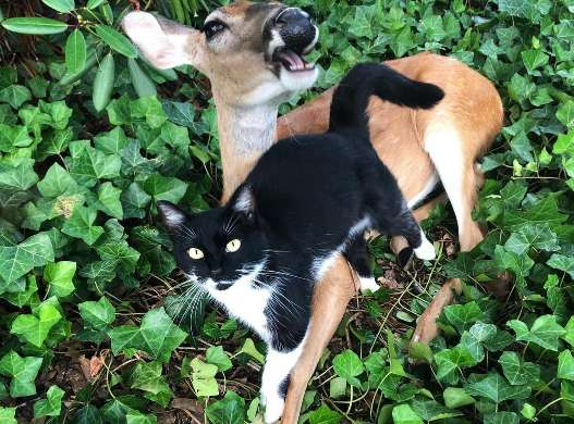 Roam about feline first time encounters to atttack fawn, fawn uses love however penitentiary it