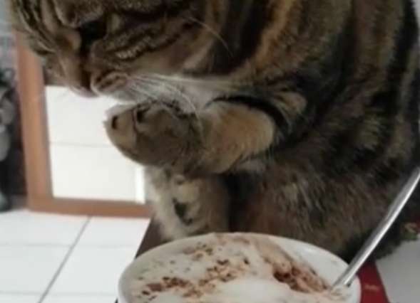 Feline Mi suckles bubble to eat secretly with claw, the netizen breaks down what has this hand just touched