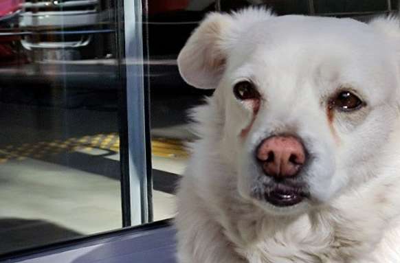 Dog dog sees host is unwell be sent by the ambulance, outside seeking hospital door all the way unexpectedly