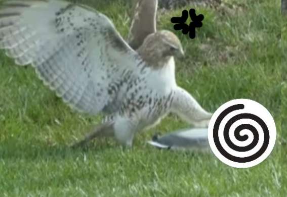 Eagle provokes duck discovery not to have a response, give ungual kick head then cruel beat