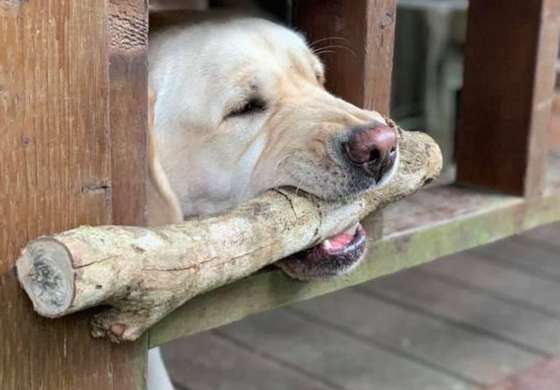 Host rectifies a legendary venomous insect to put wood outside baluster, the dog thinks up unique coup to defeat solution