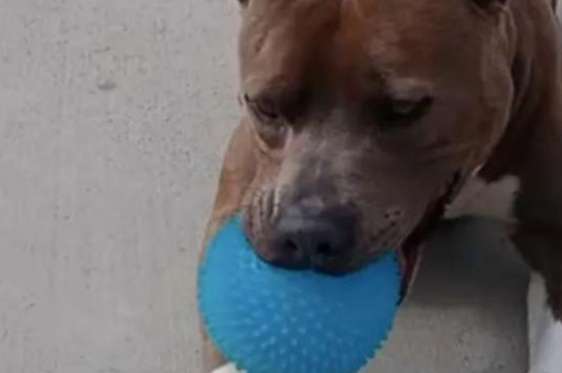 Bit dog goes lose nearly 200 days, host spans by blue toy 2000 kilometers reunite eventually