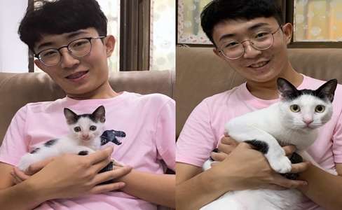 The Tang Dynasty cat and pa volley blessing weigh 5kg one year, the netizen spits groove to eat food of the cat that be the same as a paragraph