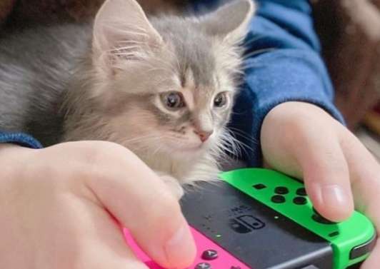 Close cat Mi insists to accompany host to play game everyday, same act still is maintained after 1 year