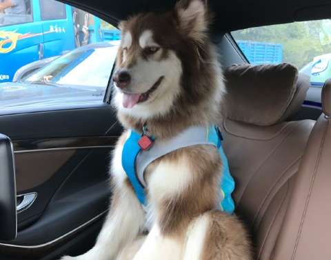 Wang Saicong's dog is Alaska or Hashiji