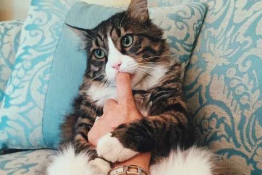 Feline cat is brought up to still be obsessed with suck finger, what which come to the netizen is giant darling