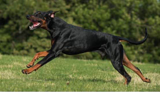 Look at the shortcomings of Doberman Pinscher, and you will know why it is not recommended for you to keep it~