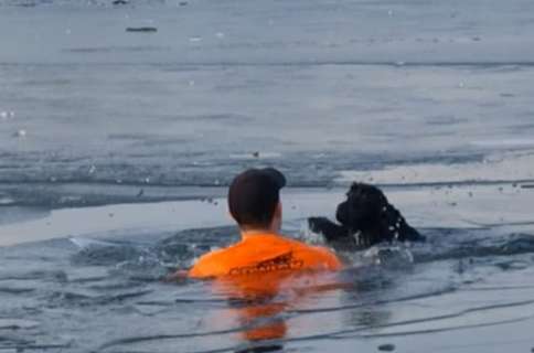 Face of dog dog ice wails appeal, tangerine garment man beats glacial lake swims 8 meters save black dog