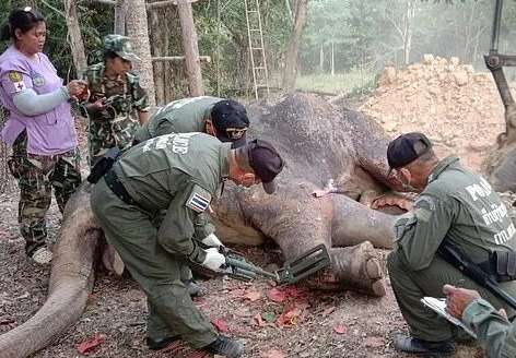 In the body 40 play Thailand elephant rescue to disable, protect during cure forest member be bungled dead